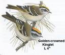 birds-kinglet-golden-crowned.jpg